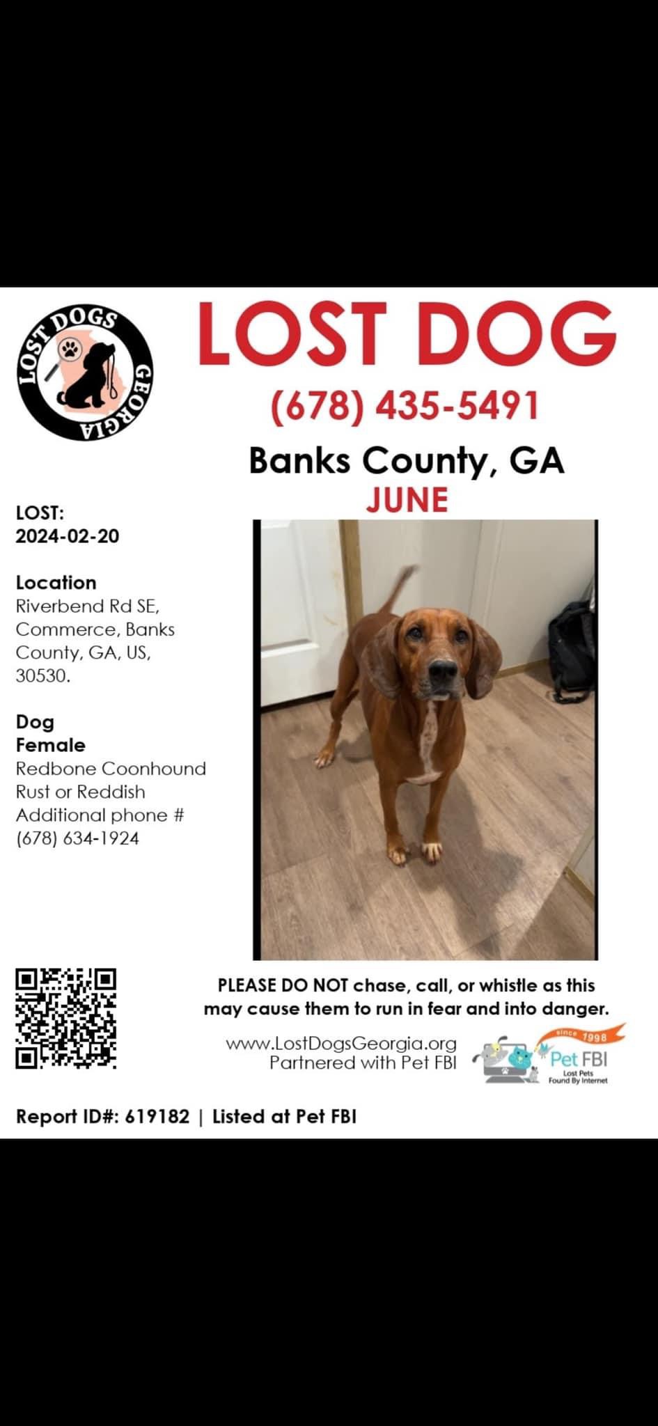Image of June, Lost Dog