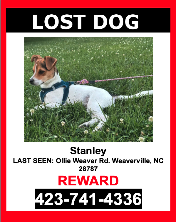 Image of Stanley, Lost Dog
