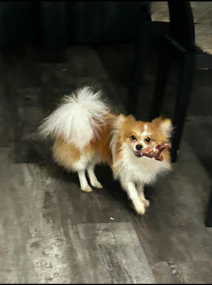 Image of Jeremías, Lost Dog