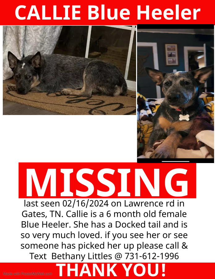 Image of Callie, Lost Dog