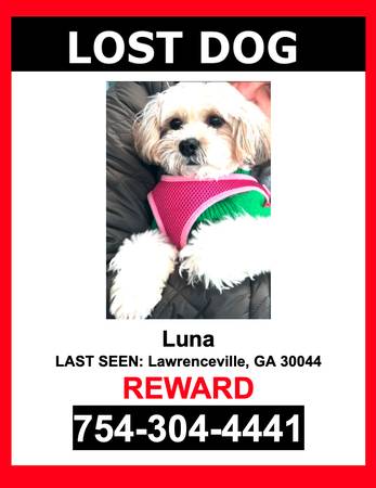 Image of LUNA, Lost Dog
