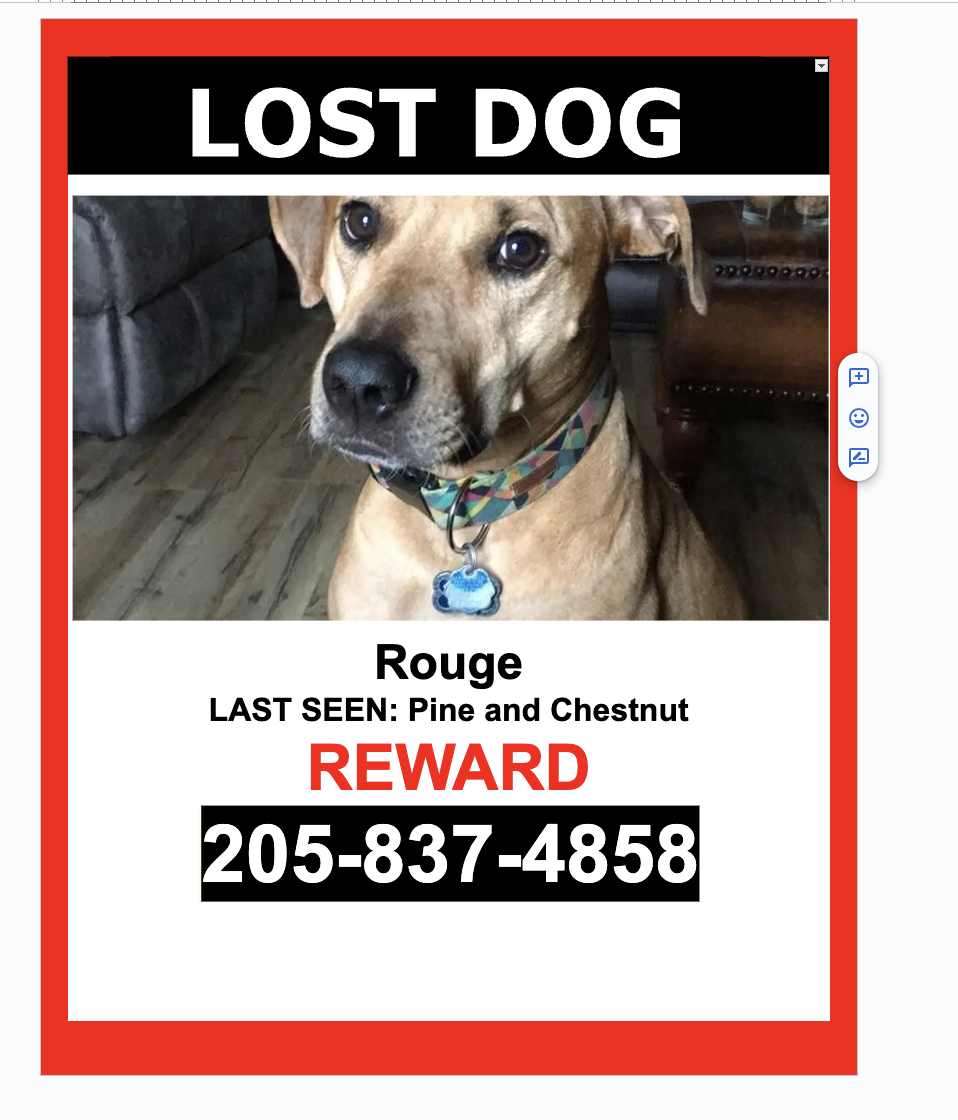 Image of Rouge, Lost Dog