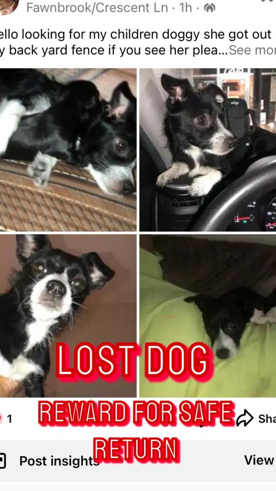 Image of Bups, Lost Dog