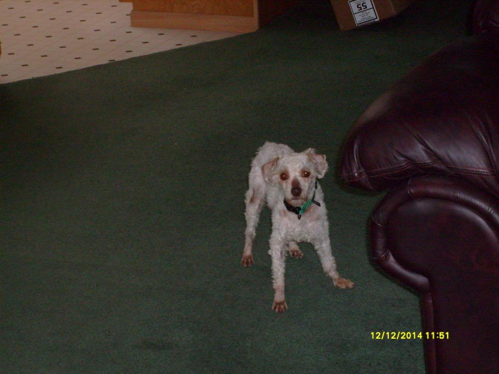 Image of Albert, Lost Dog
