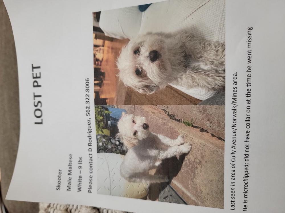 Image of Skooter, Lost Dog