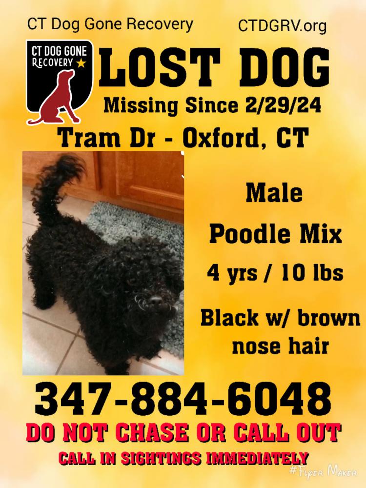 Image of Prince, Lost Dog