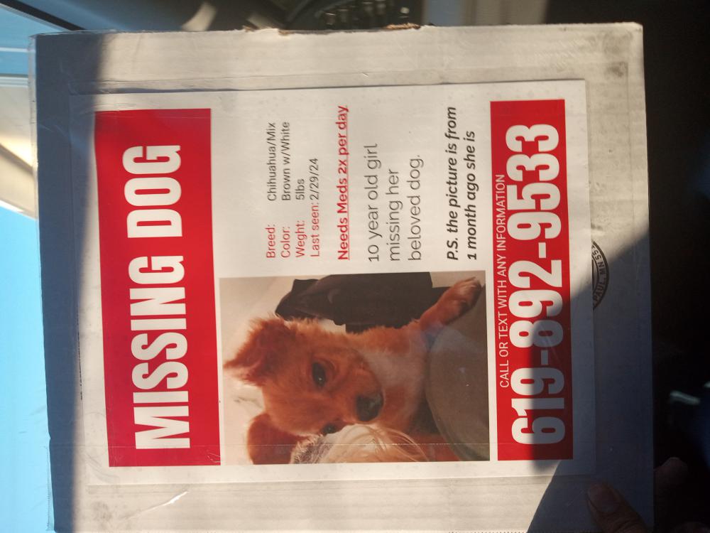 Image of Tally, Lost Dog