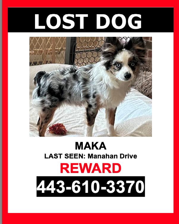 Image of Maka, Lost Dog
