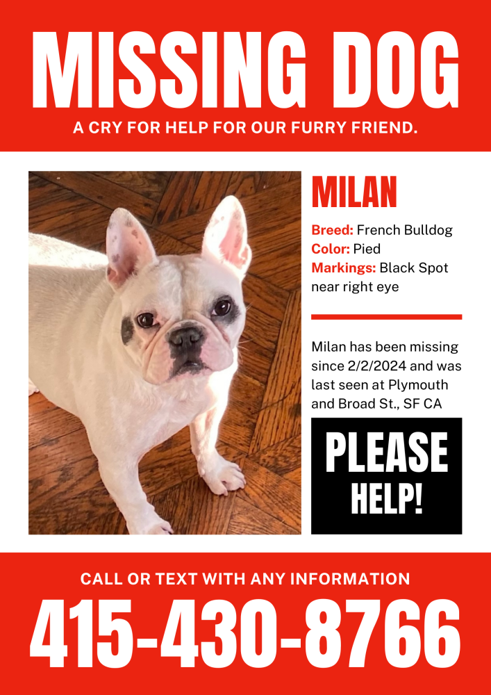 Image of Milan, Lost Dog