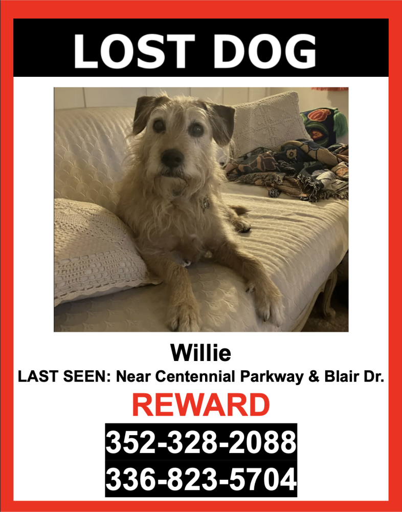 Image of Willie, Lost Dog