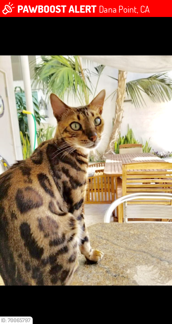Image of Romeo, Lost Cat
