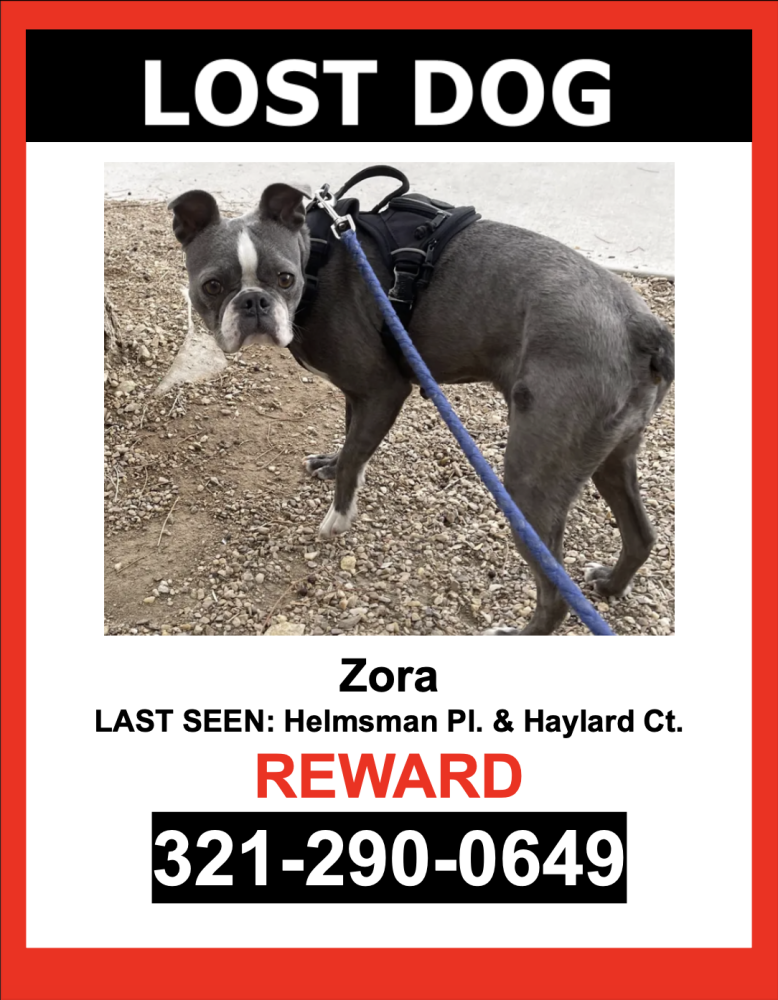 Image of Zora, Lost Dog
