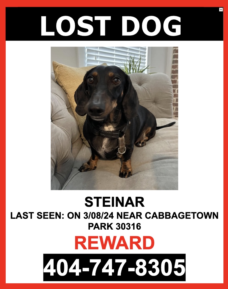 Image of STEINAR, Lost Dog