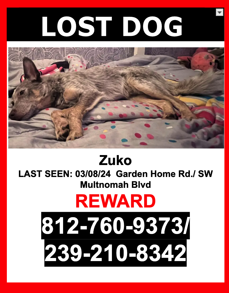 Image of Zuko, Lost Dog