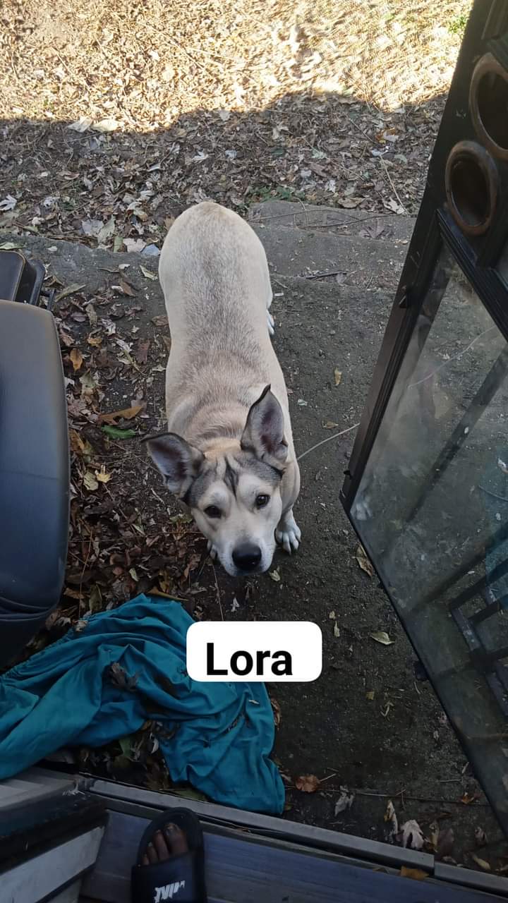 Image of Lora, Lost Dog