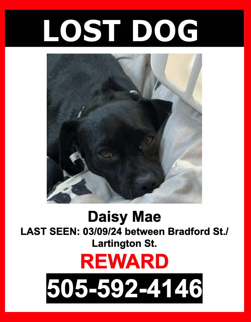 Image of Daise Mae, Lost Dog