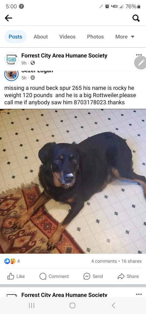 Image of rocky, Lost Dog