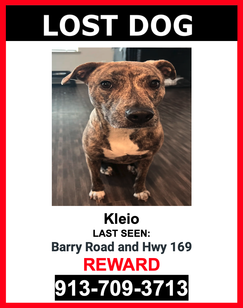 Image of Kleio, Lost Dog