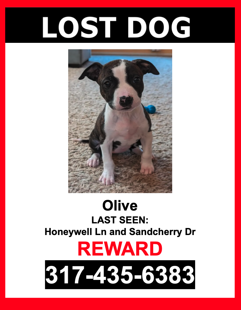 Image of Olive, Lost Dog