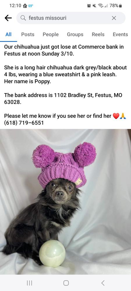Image of Poppy Seed, Lost Dog