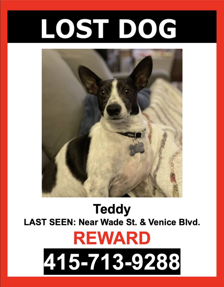 Image of Teddy, Lost Dog