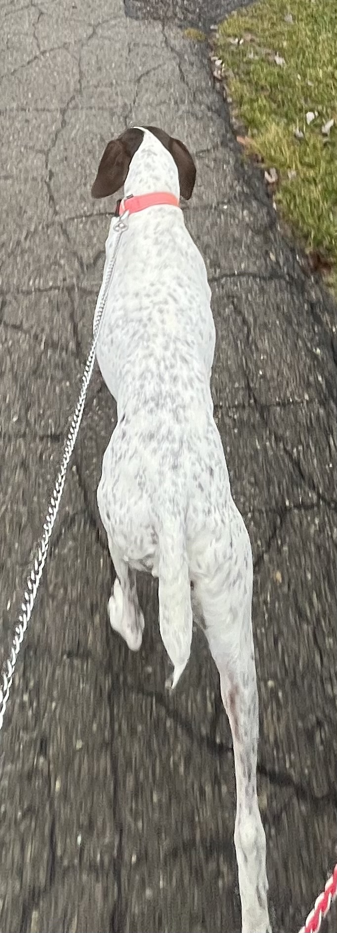 Image of Briar, Lost Dog