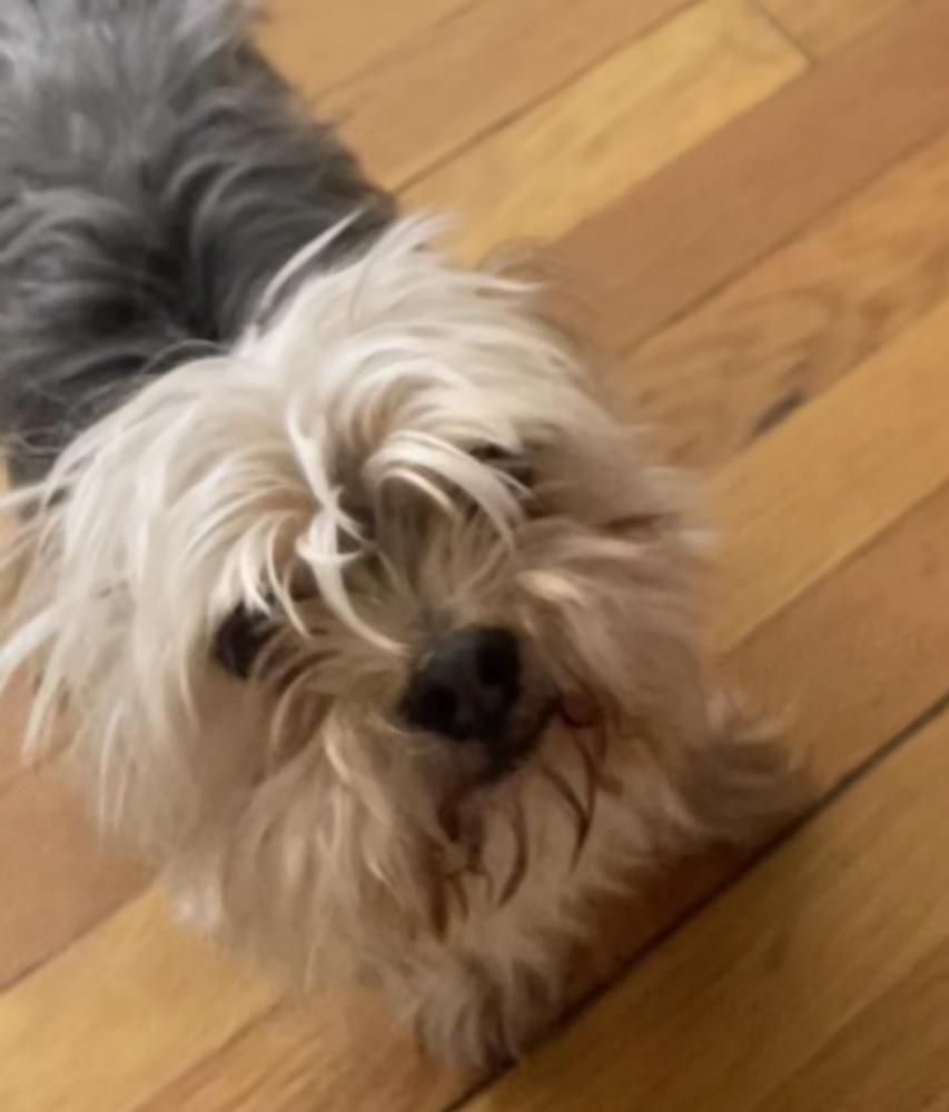 Image of London, Lost Dog