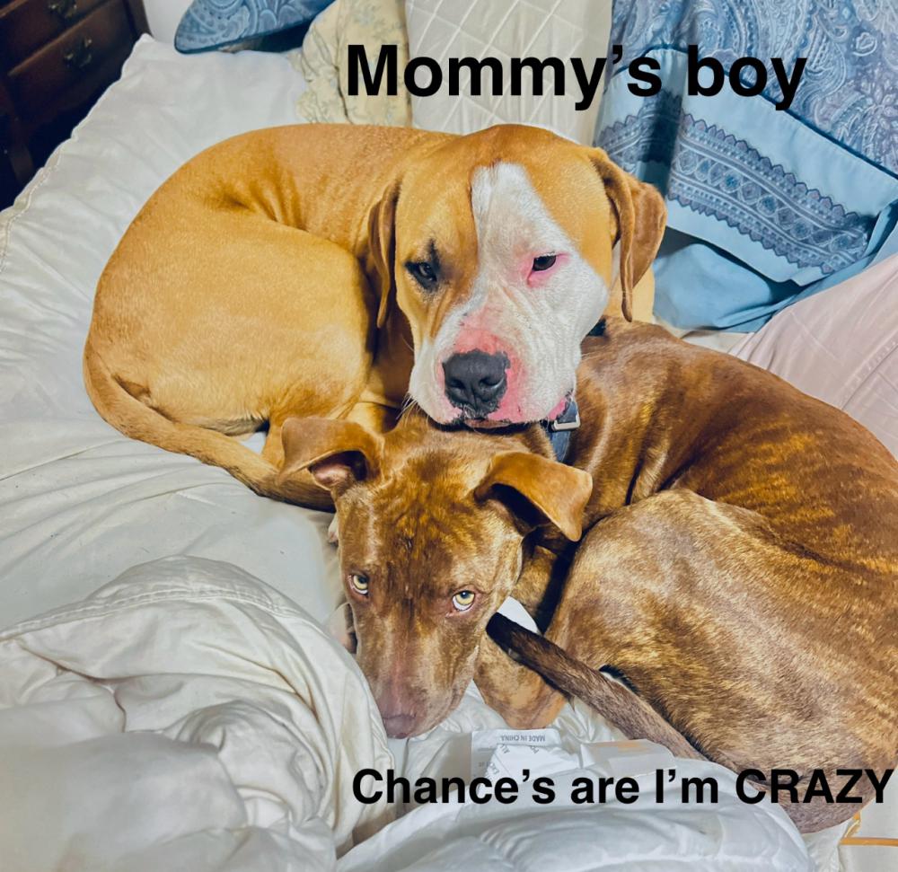 Image of Clyde and chance, Lost Dog