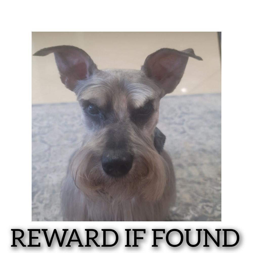 Image of Mater, Lost Dog