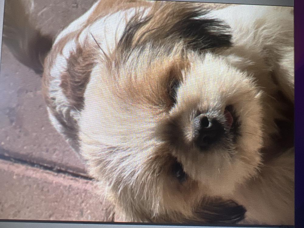 Image of Muffin, Lost Dog