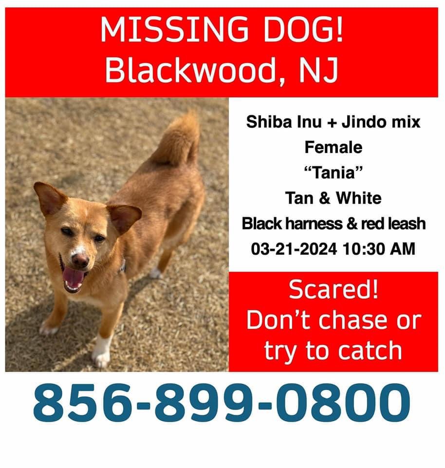 Image of Tania, Lost Dog