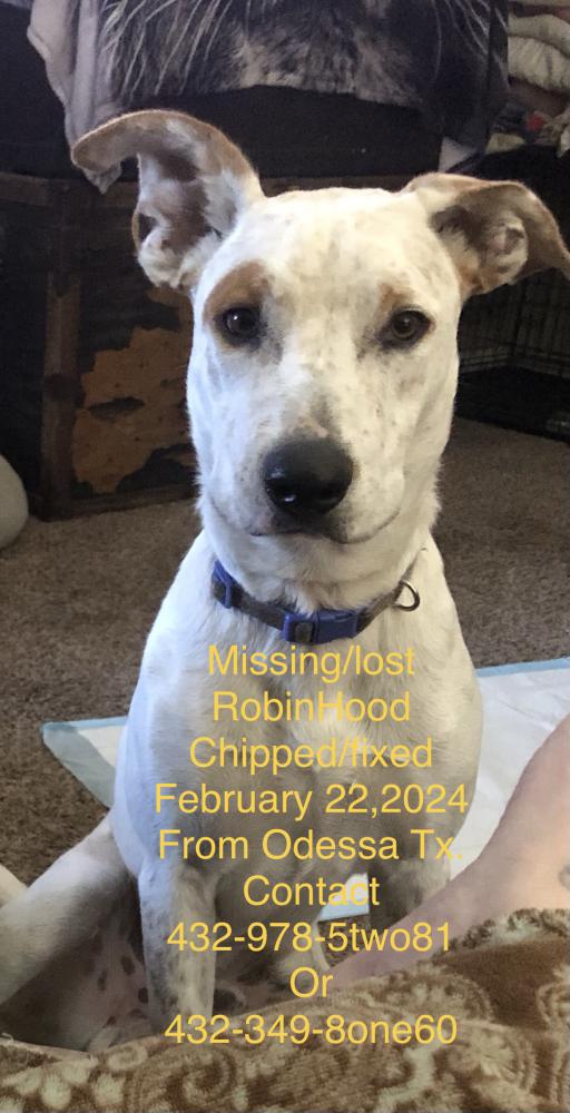 Image of RobinHood, Lost Dog
