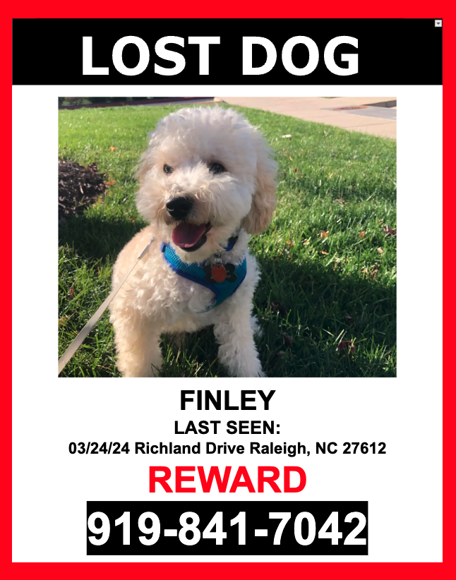 Image of FINLEY, Lost Dog