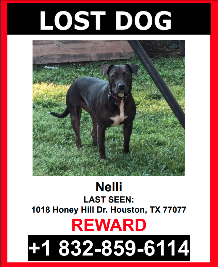 Image of Nelli, Lost Dog
