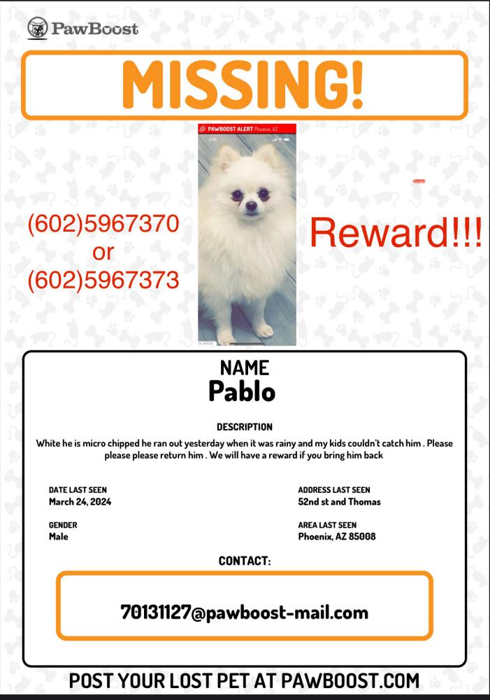 Image of Pablo, Lost Dog