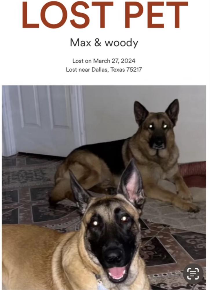 Image of Max& Woody, Lost Dog