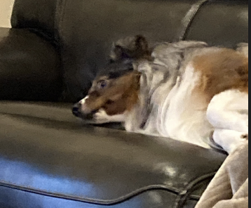 Image of Tesla, Lost Dog