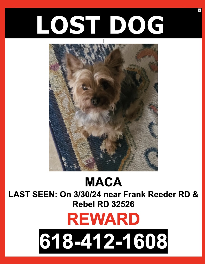 Image of Maca, Lost Dog