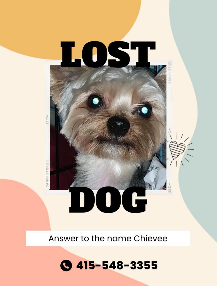 Image of Chievee, Lost Dog
