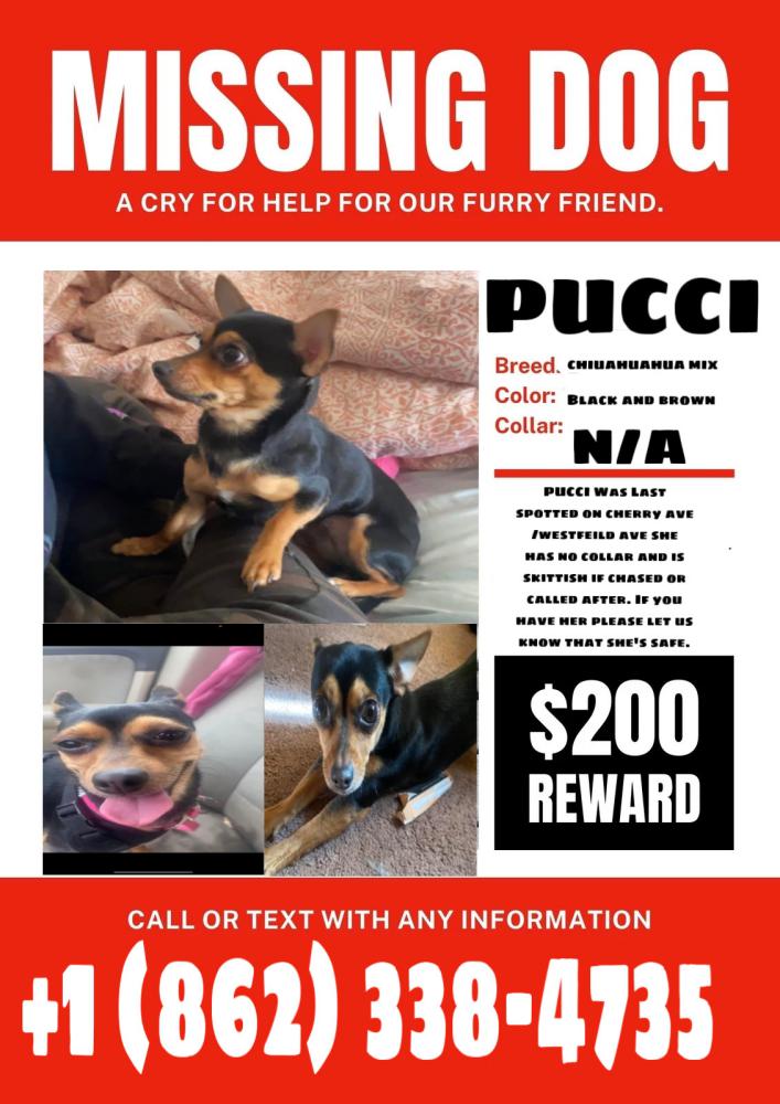 Image of Pucci, Lost Dog