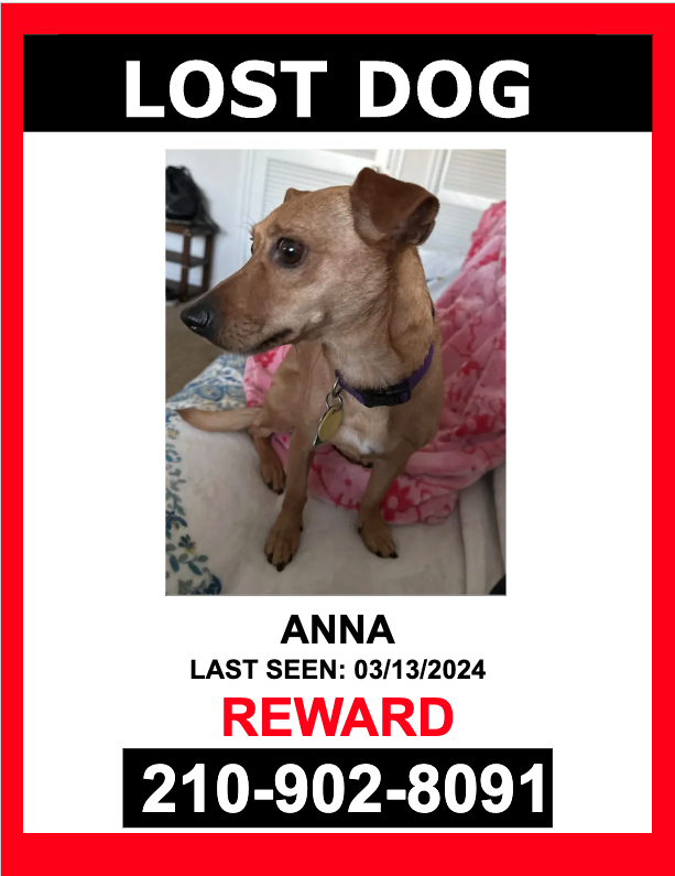 Image of ANNA, Lost Dog
