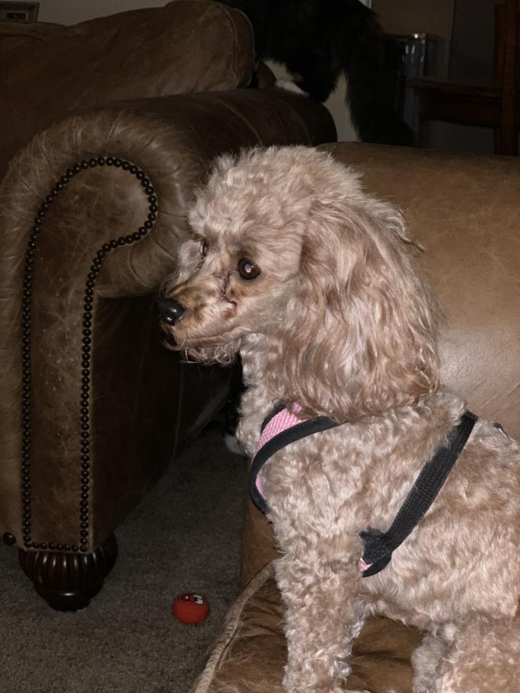 Image of Peaches, Lost Dog