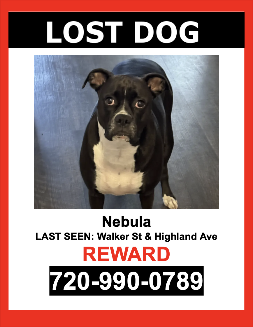 Image of Nebula, Lost Dog