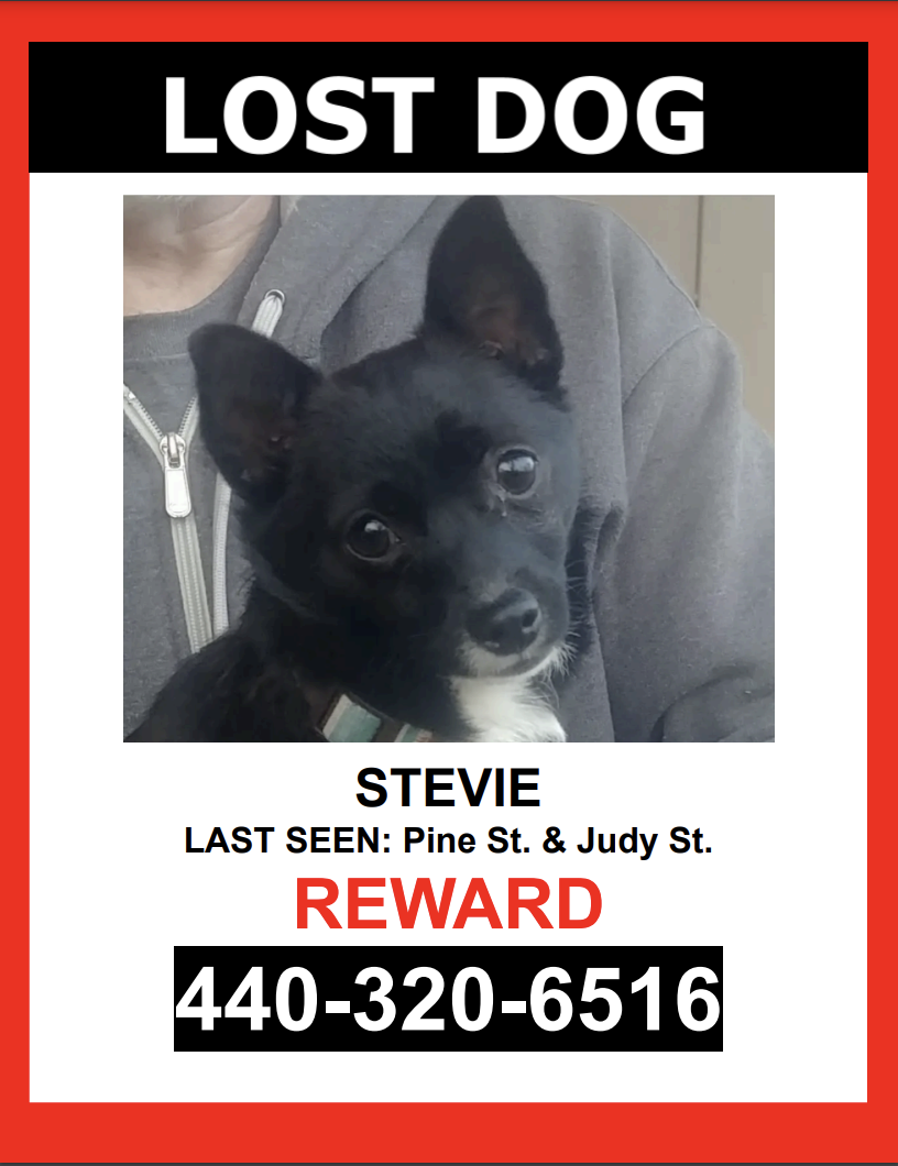 Image of Stevie, Lost Dog