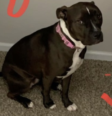 Image of Chloe, Lost Dog