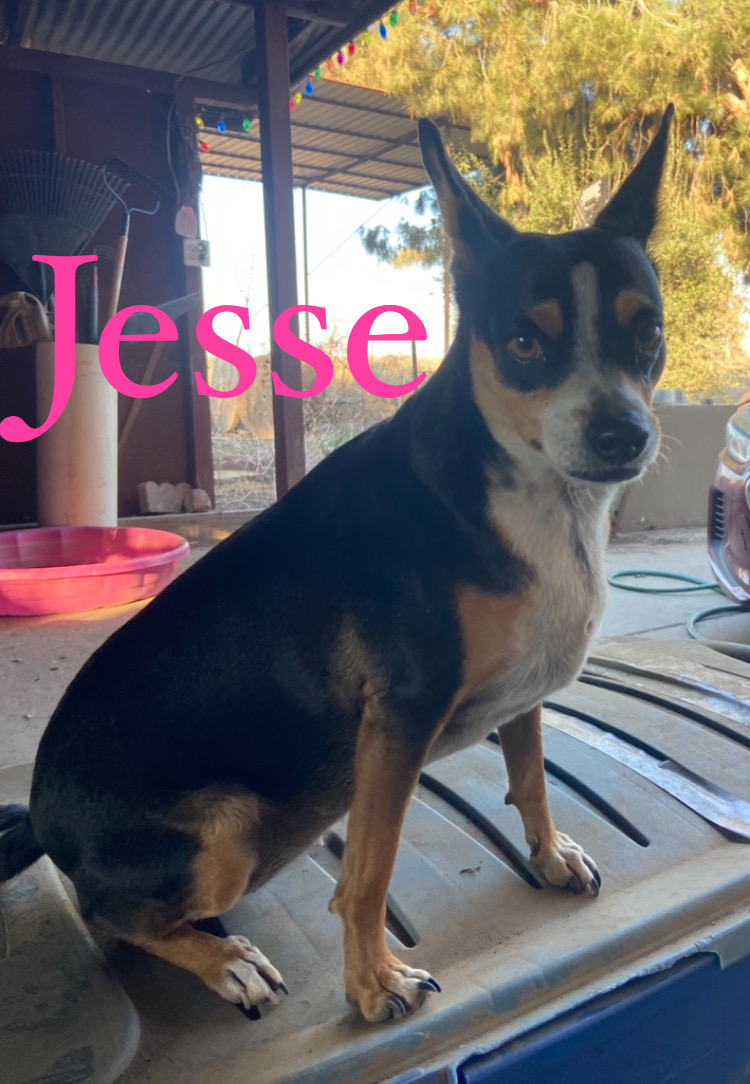 Image of Jessr, Lost Dog