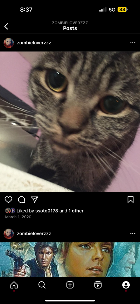 Image of Bessy, Lost Cat