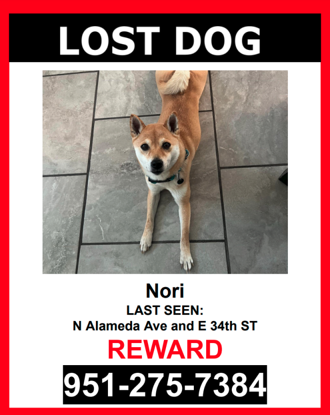 Image of Nori, Lost Dog