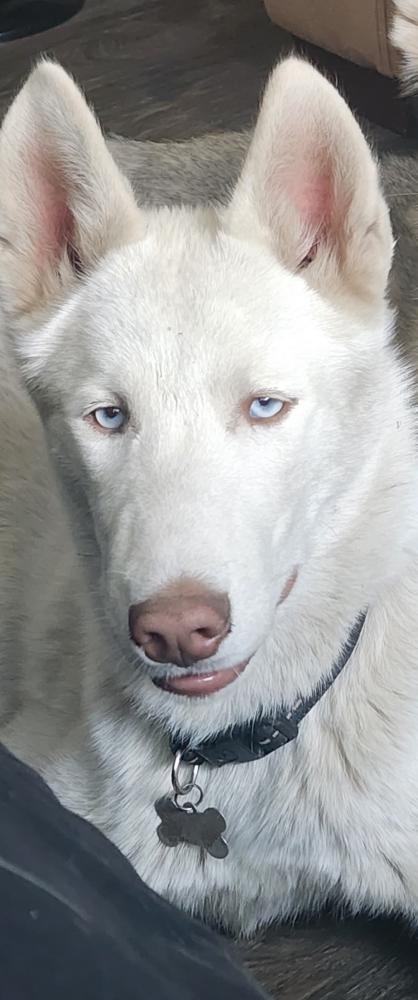 Image of Kovuu, Lost Dog