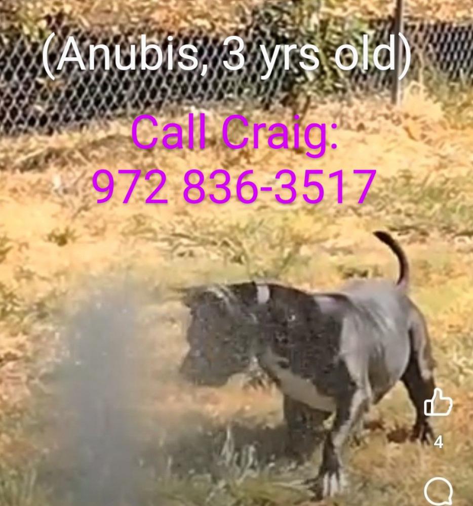 Image of anibus, Lost Dog